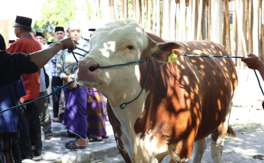 Mengapa Indonesia Bergantung pada Sapi Australia? Ini Analisis Ahli