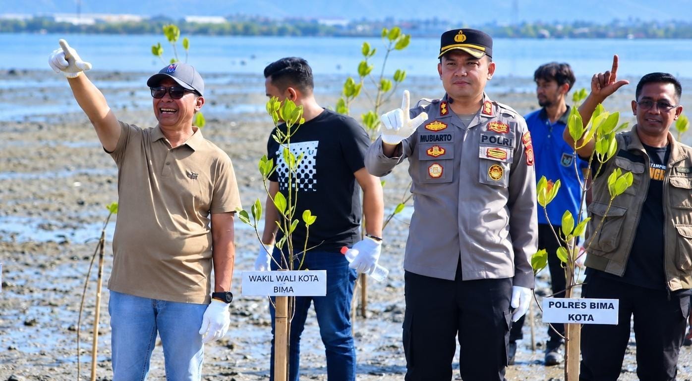 600 Mangrove Ditanam di Pantai Lawata dan Niu Kota Bima