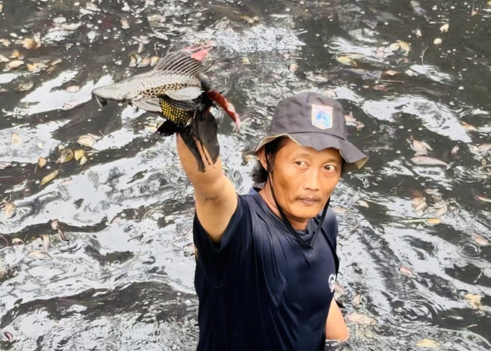 Ahli Sebut Dominasi Ikan Sapu-Sapu di Ciliwung Gejala Sungai 'Sakit' Akibat Pencemaran