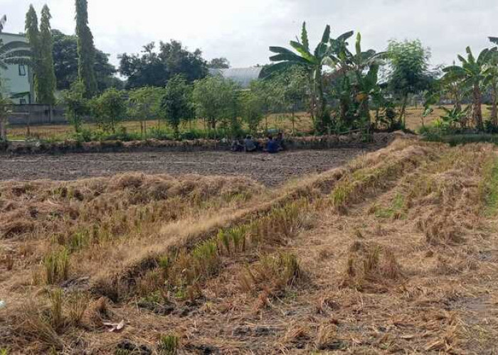 El Nino, 125 Hektare Sawah di Mataram Tunda Musim Tanam