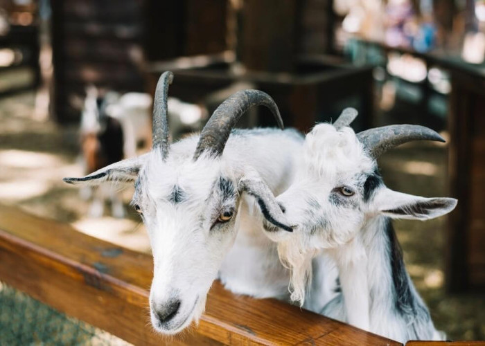 Pakar Ingatkan Risiko Zoonosis pada Hewan Kurban, Ini Penjelasannya
