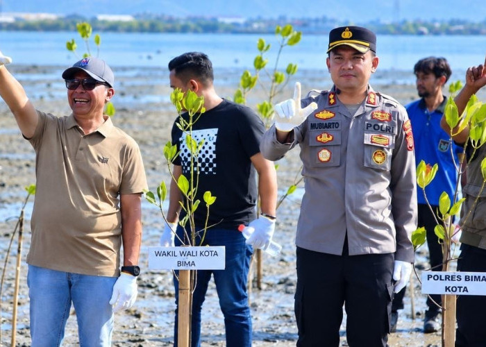 600 Mangrove Ditanam di Pantai Lawata dan Niu Kota Bima