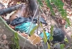 Mayat Tanpa Identitas Ditemukan di Bukit Lendang Luar KLU