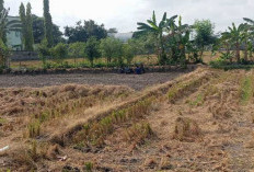 El Nino, 125 Hektare Sawah di Mataram Tunda Musim Tanam