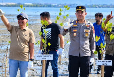 600 Mangrove Ditanam di Pantai Lawata dan Niu Kota Bima